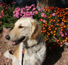 Eleanor Rigby -- Ellie