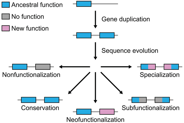 Gene duplication thesis 08 picture