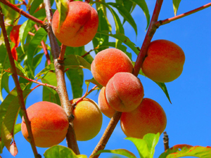 Peach Trees are Primary Producers