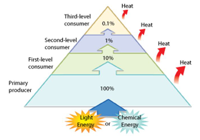 Energy Pyramid