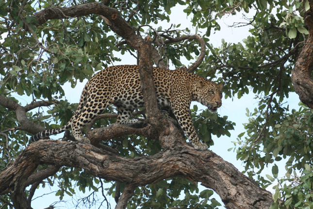 A leopard in its niche