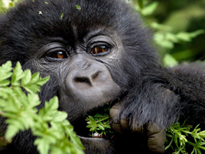 Gorillas are herbivores.