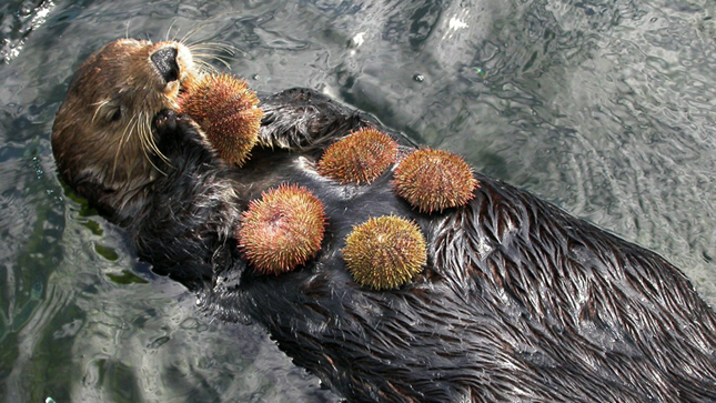 Sea otter munching on urchins