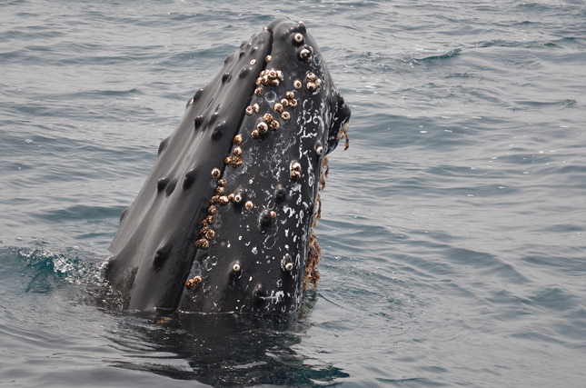 Whale with barnacles