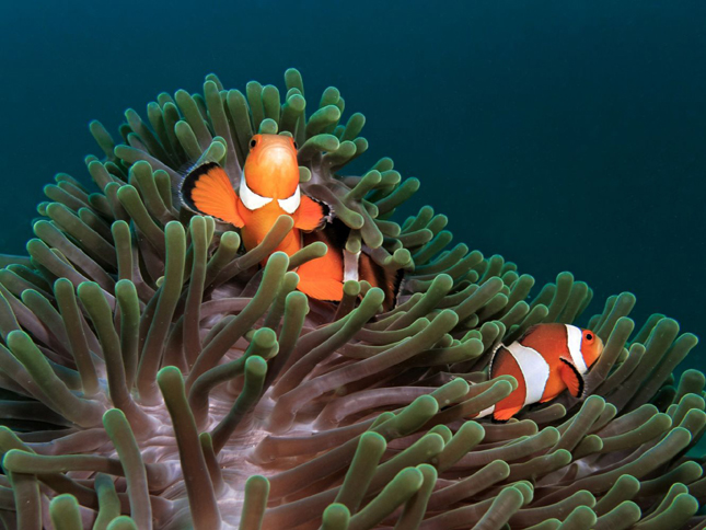 Clownfish and sea anemones live in a mutualistic relationship.