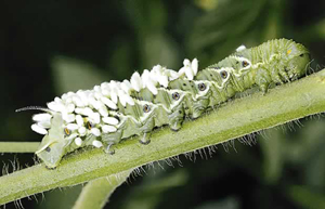 Wasps parasitize caterpillars