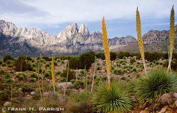 Sotol - Organ Mountains