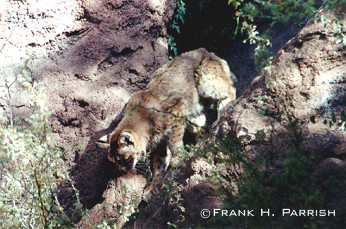 Bobcat.