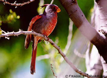 Desert Cardinal