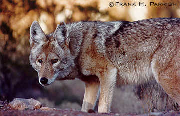 Coyote Portrait