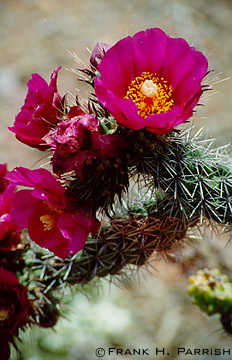 Cholla in bloom