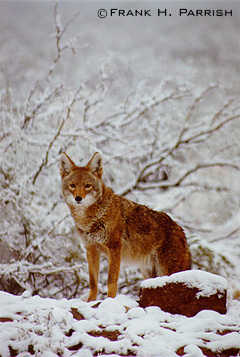 Coyote in winter