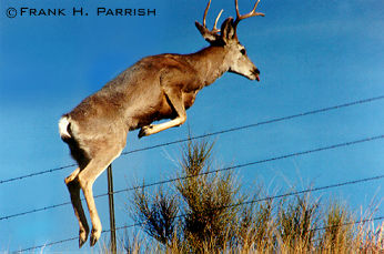 Mule Deer