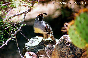 Gamble's Quail