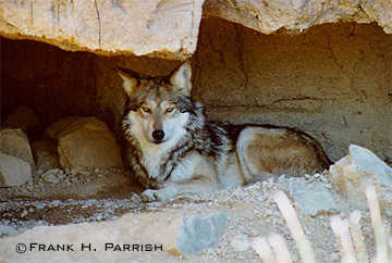 Gray Wolf