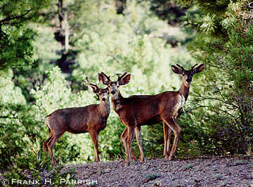 Muledeer bucks in Velvet