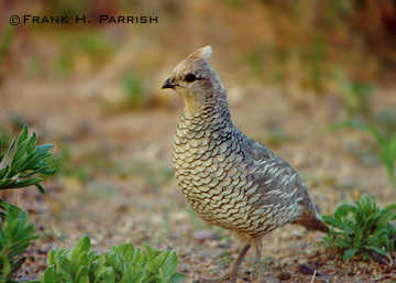 Scaled Quail