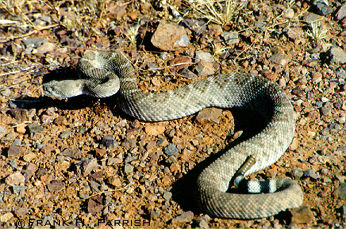 Rattlesnake.