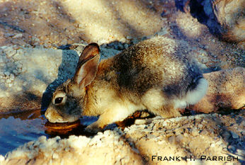 Cottontail rabbit.
