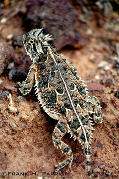 Horned Toad.