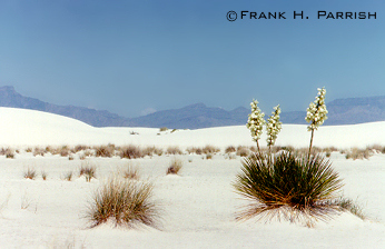 Yucca in bloom