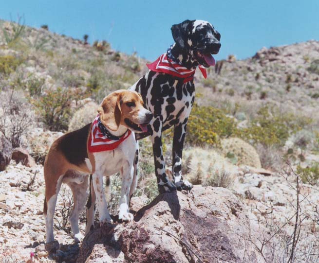 Barney the beagle and Nicki the dalmatian