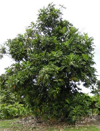 Ever wonder what a
                  Breadfruit Tree looks like? Like this - about 30 feet
                  high.